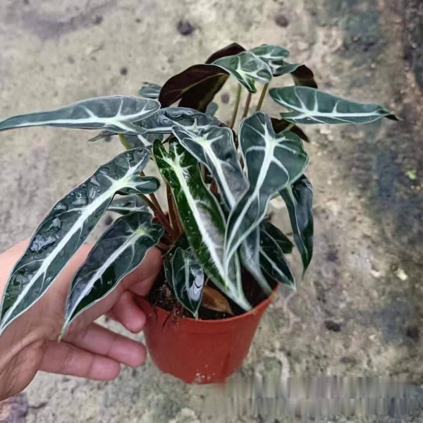 配资坊 花艺生活，3种小众花卉点亮家居生活